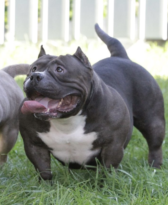 COLOR BOMB BULLIES MORTICIA — Night Drakula Kennel